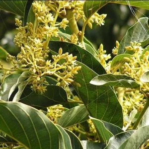 Grafted Avocado Tree Live Plant - Super Hass, Persea americana, 3 Gallon Pot - Image 4