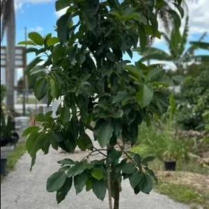 Grafted Avocado Tree Live Plant - Super Hass, Persea americana, 3 Gallon Pot - Image 6