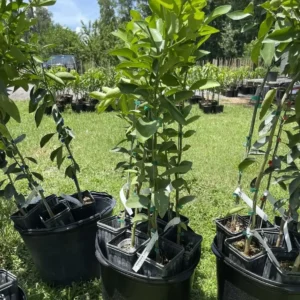 Grafted Cara Cara Navel Orange Tree - Dwarf Citrus Live Plant, 2-3ft Tall - Image 2