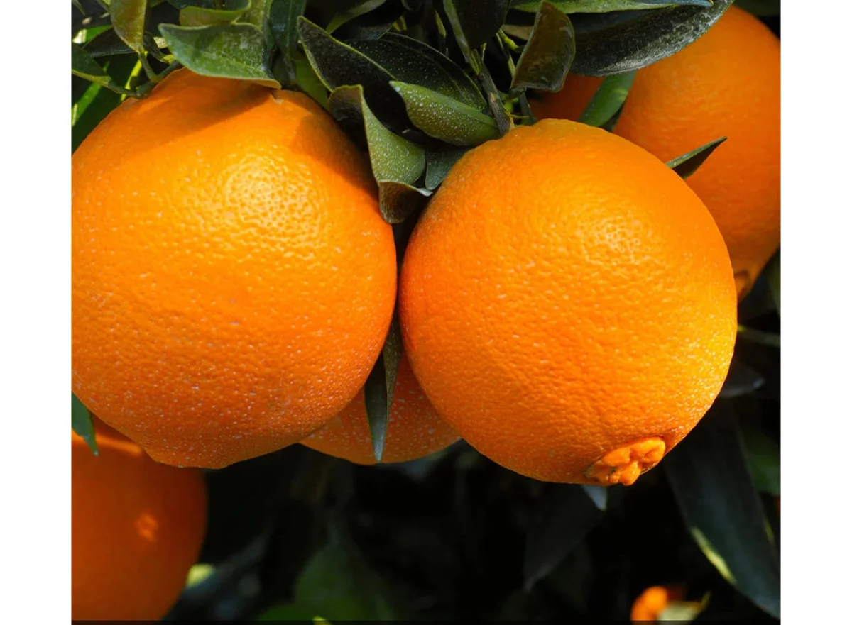 Grafted Cara Cara Navel Orange Tree - Dwarf Citrus Live Plant, 2-3ft Tall - Image 1