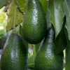 Grafted Fantastic Avocado Tree Live Plant - 3 Gallon Pot - Cold Hardy Fruit - Image 1