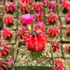 Grafted Gymnocalycium Friedrichii Cactus Live Plant - Rare, 3-inch Pot - Image 1