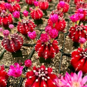 Grafted Gymnocalycium Friedrichii Cactus Live Plant - Rare, 3-inch Pot - Image 4