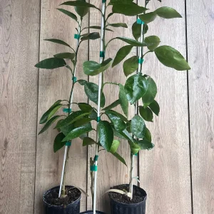 Grafted Hirado Pummelo Tree Live Plant – 1/2 Gallon Pot – Sweet Citrus Fruit - Image 3
