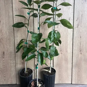 Grafted Hirado Pummelo Tree Live Plant – 1/2 Gallon Pot – Sweet Citrus Fruit - Image 4