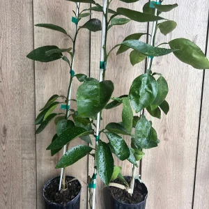 Grafted Hirado Pummelo Tree Live Plant – 1/2 Gallon Pot – Sweet Citrus Fruit - Image 5