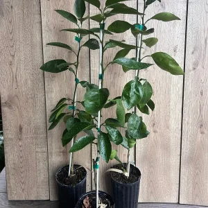 Grafted Hirado Pummelo Tree Live Plant – 1/2 Gallon Pot – Sweet Citrus Fruit - Image 6