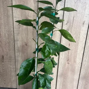 Grafted Hirado Pummelo Tree Live Plant – 1/2 Gallon Pot – Sweet Citrus Fruit - Image 8