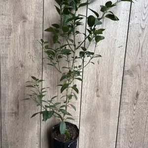 Grafted Key Lime Tree Live Plant – 1/2 Gallon Pot – Indoor/Outdoor - Image 4