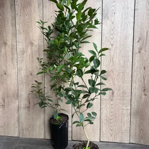 Grafted Key Lime Tree Live Plant – 1/2 Gallon Pot – Indoor/Outdoor - Image 5