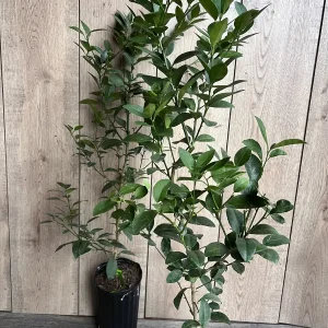 Grafted Key Lime Tree Live Plant – 1/2 Gallon Pot – Indoor/Outdoor - Image 7