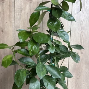 Grafted Key Lime Tree Live Plant – 1/2 Gallon Pot – Indoor/Outdoor - Image 8