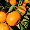 Grafted Kishu Mandarin Tree - Seedless Tangerine Live Plant in 1/2 Gallon Pot - Image 1