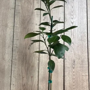 Grafted Kishu Mandarin Tree - Seedless Tangerine Live Plant in 1/2 Gallon Pot - Image 4