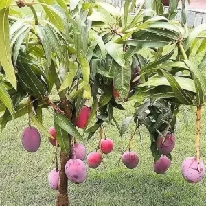 Grafted Mango Live Tropical Fruit Tree 15-25 inch Tall - Indoor/Outdoor - Image 2