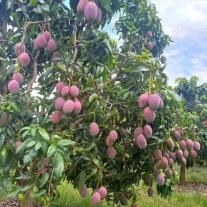 Grafted Mango Live Tropical Fruit Tree 15-25 inch Tall - Indoor/Outdoor - Image 6