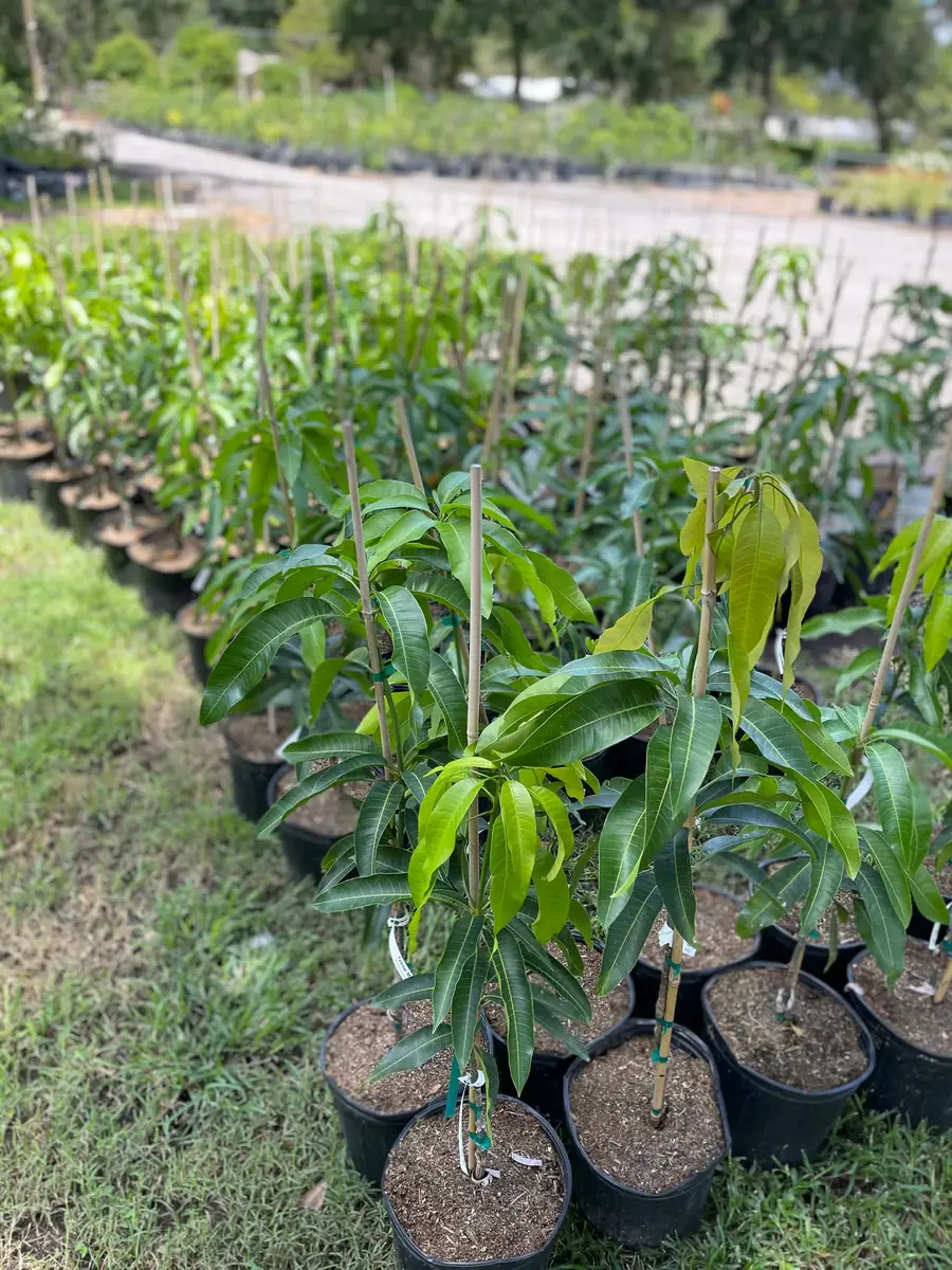 Grafted Mango Tree Tebow Live Plant – 3 Gallon, 3 Feet Tall, Fruit Tree - Image 10
