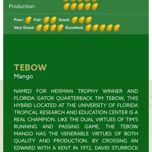 Grafted Mango Tree Tebow Live Plant – 3 Gallon, 3 Feet Tall, Fruit Tree - Image 3