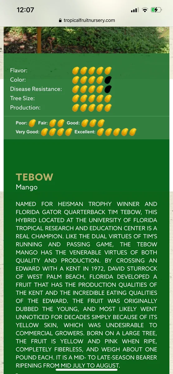 Grafted Mango Tree Tebow Live Plant – 3 Gallon, 3 Feet Tall, Fruit Tree - Image 3