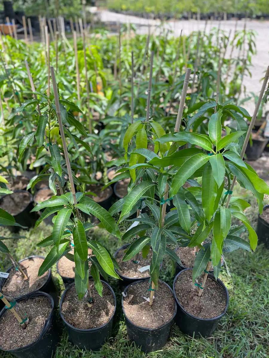 Grafted Mango Tree Tebow Live Plant – 3 Gallon, 3 Feet Tall, Fruit Tree - Image 4