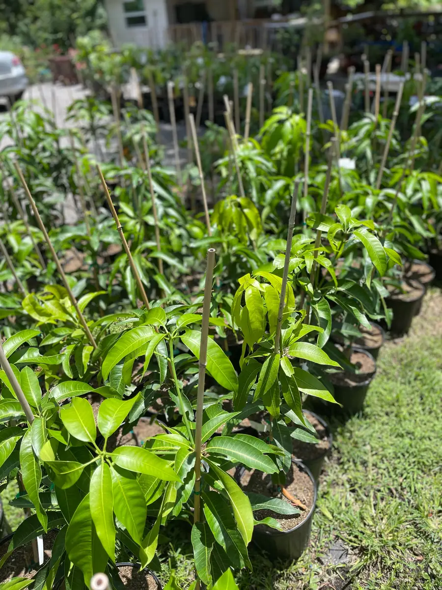 Grafted Mango Tree Tebow Live Plant – 3 Gallon, 3 Feet Tall, Fruit Tree - Image 5