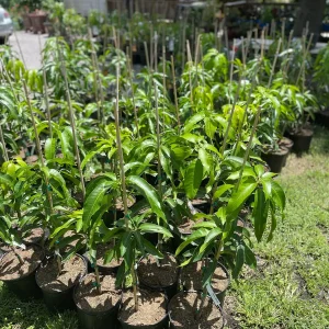 Grafted Mango Tree Tebow Live Plant – 3 Gallon, 3 Feet Tall, Fruit Tree - Image 6