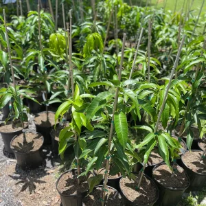 Grafted Mango Tree Tebow Live Plant – 3 Gallon, 3 Feet Tall, Fruit Tree - Image 7
