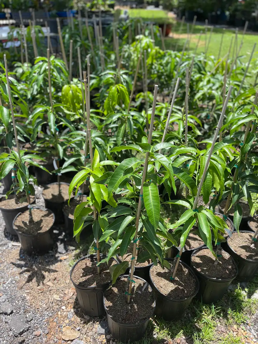 Grafted Mango Tree Tebow Live Plant – 3 Gallon, 3 Feet Tall, Fruit Tree - Image 7