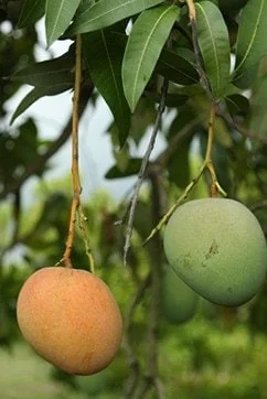 Grafted Mango Tree Tebow Live Plant – 3 Gallon, 3 Feet Tall, Fruit Tree - Image 1