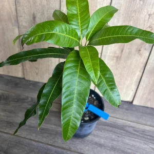 Grafted Manila Mango Live Plant - Ataulfo Honey Mango Tree in 1/2 Gallon Pot - Image 2