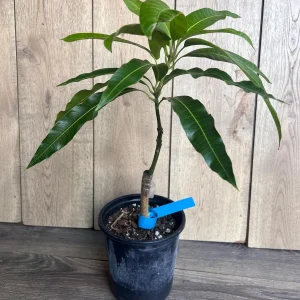 Grafted Manila Mango Live Plant - Ataulfo Honey Mango Tree in 1/2 Gallon Pot - Image 4