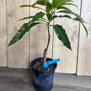 Grafted Manila Mango Live Plant - Ataulfo Honey Mango Tree in 1/2 Gallon Pot - Image 6