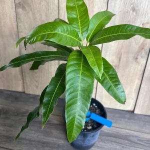 Grafted Manila Mango Live Plant - Ataulfo Honey Mango Tree in 1/2 Gallon Pot - Image 8