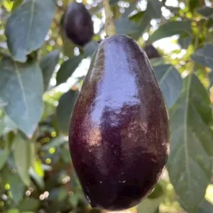 Grafted Mexicola Grande Avocado Tree Live Plant – Cold Hardy – 2-4 ft Tall - Image 2