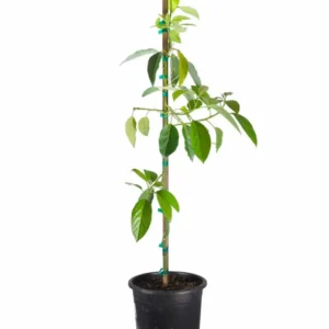 Grafted Mexicola Grande Avocado Tree Live Plant – Cold Hardy – 2-4 ft Tall - Image 1