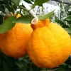 Grafted Shiranui Dekopon Mandarin Orange Tree - Live Plant, Half Gallon Pot - Image 1