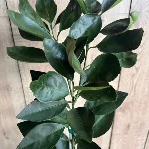 Grafted Shiranui Dekopon Mandarin Orange Tree - Live Plant, Half Gallon Pot - Image 2