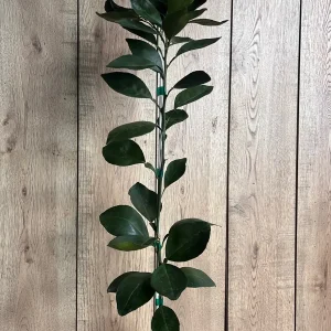 Grafted Shiranui Dekopon Mandarin Orange Tree - Live Plant, Half Gallon Pot - Image 3