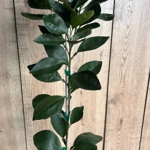 Grafted Shiranui Dekopon Mandarin Orange Tree - Live Plant, Half Gallon Pot - Image 5