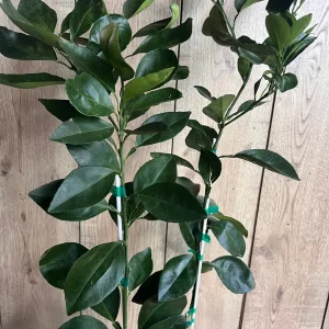 Grafted Shiranui Dekopon Mandarin Orange Tree Live Plant - Half Gallon Pot - Image 7