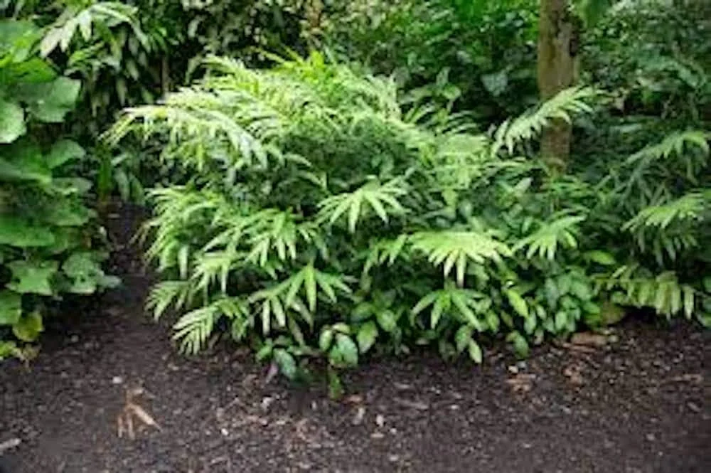 Grains of Paradise Live Plant – Aframomum melegueta Starter Plug – Bare Root - Image 2