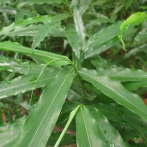 Grains of Paradise Live Plant – Aframomum melegueta Starter Plug – Bare Root - Image 3