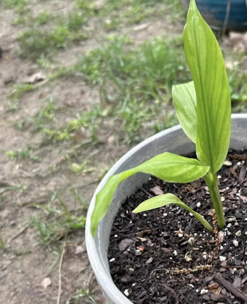 Grains of Paradise Live Plant – Aframomum melegueta Starter Plug – Bare Root - Image 4