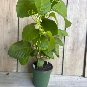 Granadilla Plant (Passiflora ligularis) Live Vine - Half Gallon Pot - Image 2