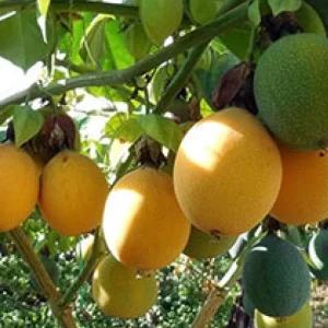 Granadilla Plant (Passiflora ligularis) Live Vine - Half Gallon Pot - Image 1