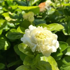 Grand Duke Jasmine Live Plant - 1 Foot Tall - Fragrant White Flowers - Potted - Image 1