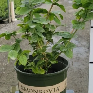 Grand Duke Jasmine Live Plant – 1 to 2 Feet Tall – Ship in 3 Gallon Pot – Fragrant Outdoor Shrub - Image 2