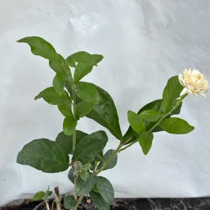 Grand Duke Jasmine Live Plant – Fragrant Double White Flowers, Outdoor - Image 1