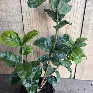 Grand Duke Jasmine Live Plant - Fragrant Double White Flowers, 4 inch Pot - Image 2