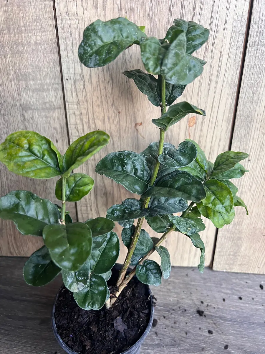 Grand Duke Jasmine Live Plant - Fragrant Double White Flowers, 4 inch Pot - Image 2